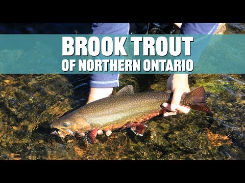 Backcountry Brook Trout | Rivers of James Bay Watershed