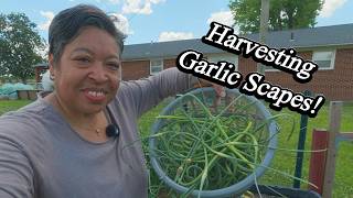 Harvesting Carrots and Garlic Scapes!