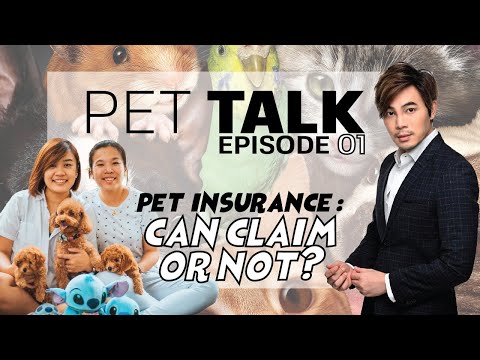 papapetshopTV's PET TALK Episode 1: Pet Insurance in Singapore Explained