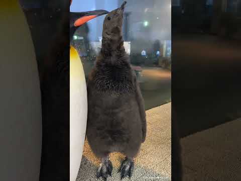 サウスジョージア州の大人のオウサマペンギン