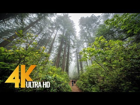 Redwoods:  Among the Giants in 4K - Unique California’s Forest | Relaxing Video with Naure Sounds