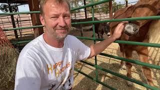 BRAIN 🧠 CANCER KILLER: EQUINE THERAPY DAY at Happy Hooves Arizona with Jesse, Cory, Niko, Boden