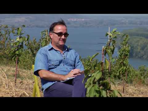 Reč struke ep. 206 25.09.2018. - Uzgoj trešnje u sistemu "na dohvat ruke"