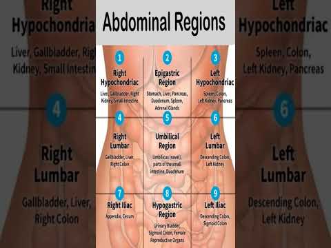 Nine Abdominal Regions # Human anatomy