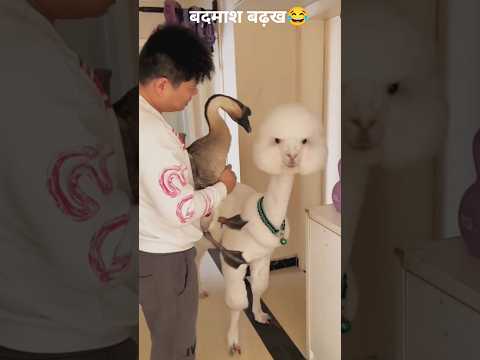 बड़ख की चालाकी 😘