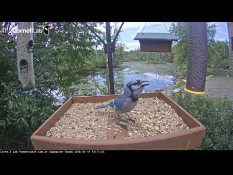 Blue Jay Overloads On Peanuts – Sept. 19, 2016