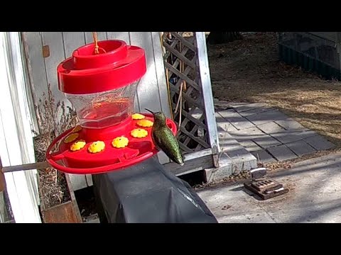 Anna's Hummingbirds - March 4, 2021