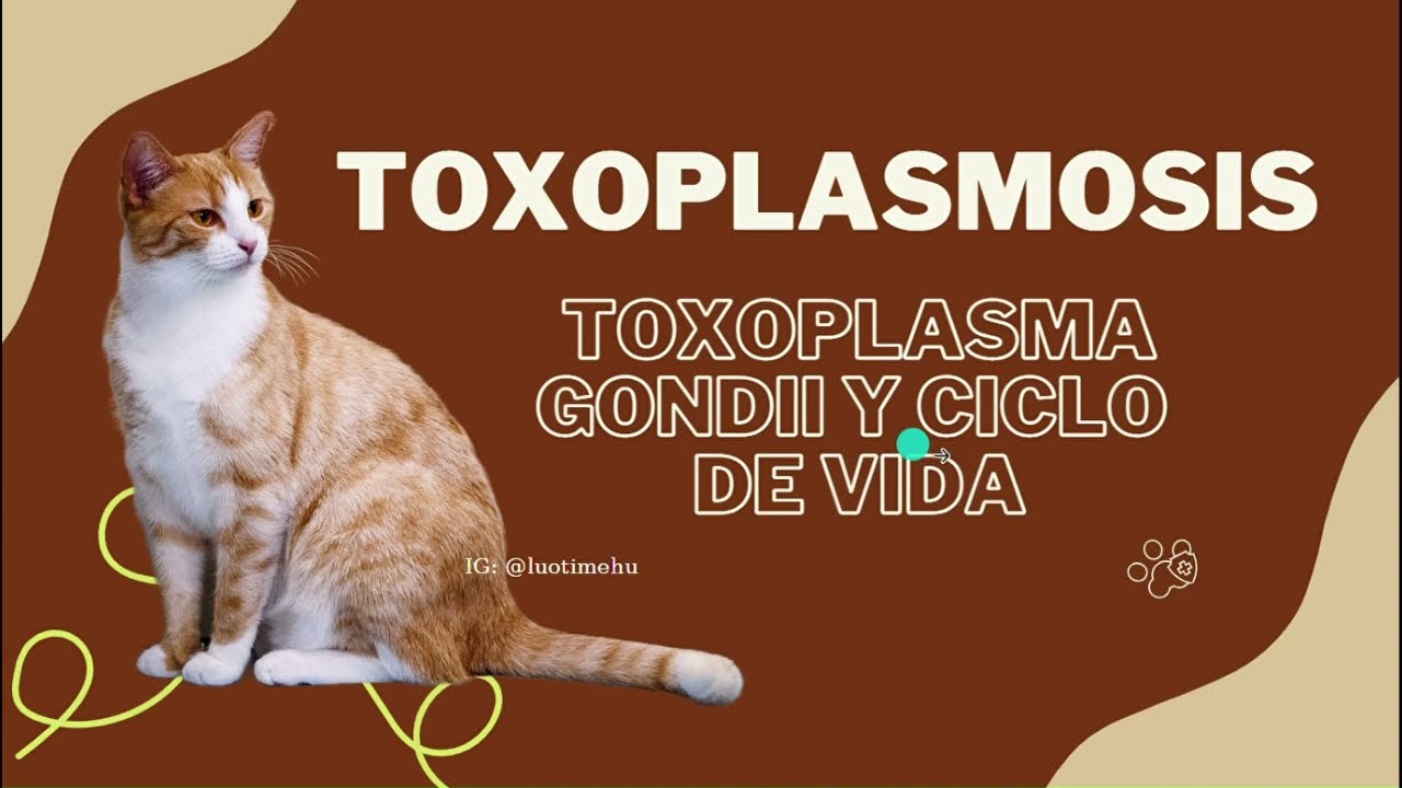 TOXOPLASMOSIS - Toxoplasma Gondii y Ciclo de Vida