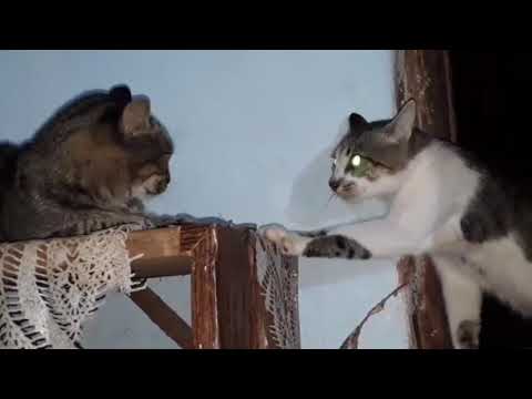 Gatos maullando enojados
