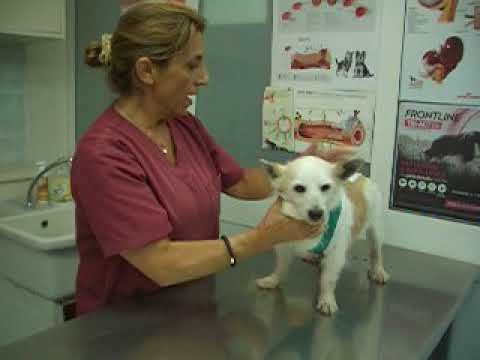 Chicco, il mio cane con il Medipet dal veterinario dopo un intervento