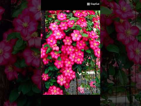 Clematis or Clematides, beautiful climbing vine #clematis