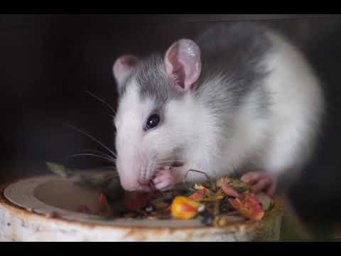 Relaxing music video || Miss you love music || Avesh Intertainment # With Nature