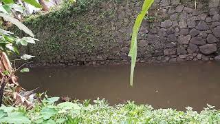 Download lagu Viral 3 Siswi SMP mandi telanjang di sungai mp3