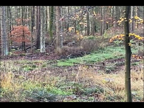 Jäger filmt, wie er einen Wolf im Schwarzwald verscheucht