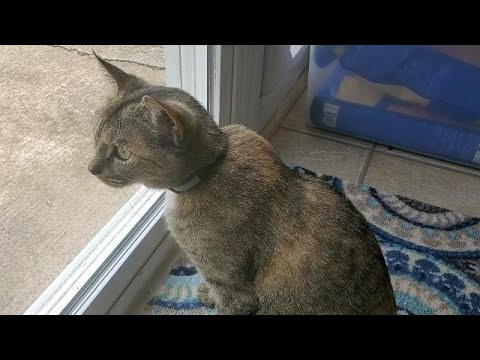 5-2-2022 Vlog - Boop's Growls of Fury!