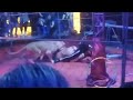 Video Circus Trainer Gets Mauled By Lioness In Terrifying Footage