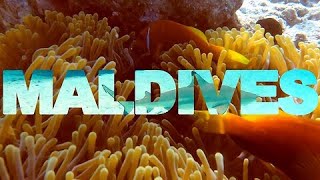Witness the mystical underwater world in the Maldives-