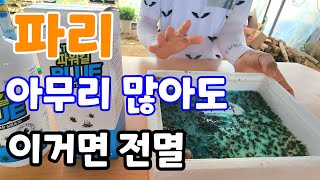 지긋지긋한 파리! 놀라운 효과 냄새도 없는 이거면 전멸 시킨다