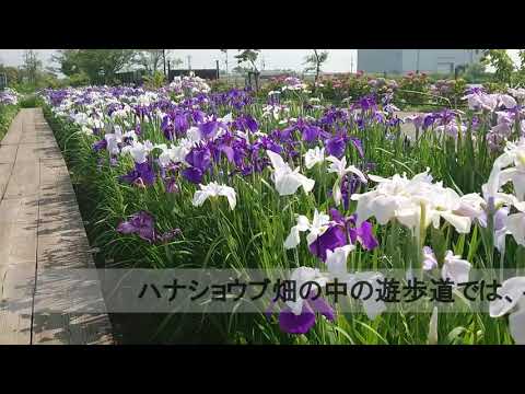 水郷佐原あやめパークPR