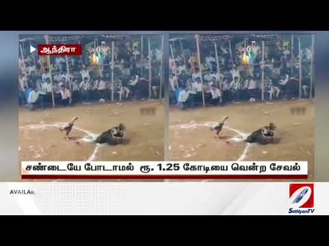 சண்டையே போடாமல் 1.25 கோடி சம்பாதித்த சேவல்