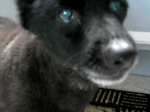 Bear Tearing Tissue.AVI