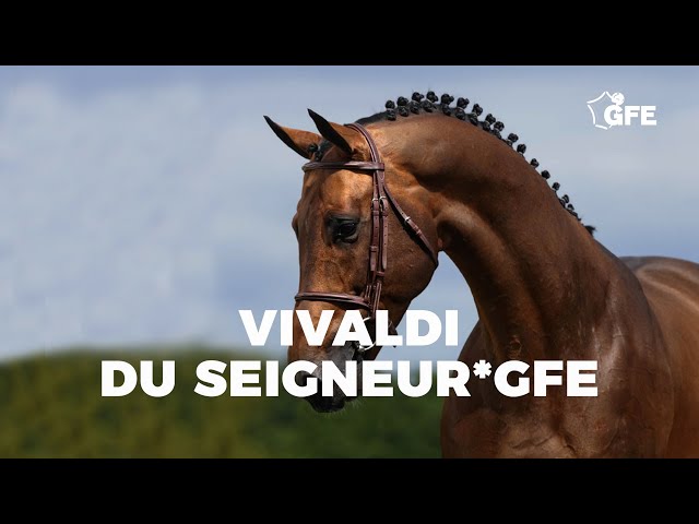 Half-brother of the mother of this Implanted Embryo is the Approved CSI 1.50m Stallion Vivaldi du Seigneur.