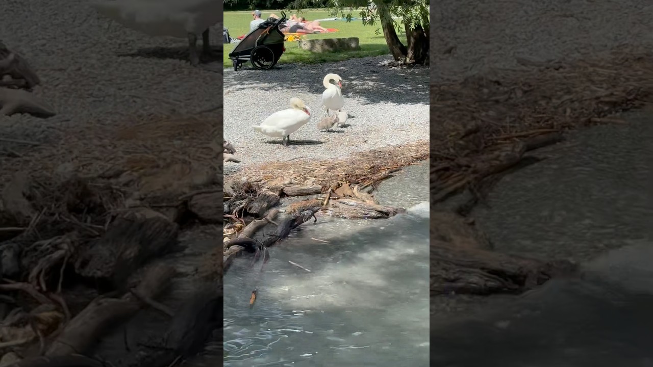 YouTube Short thumbnail