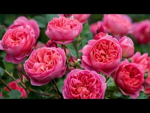 Opwekking 875 Dank U Jezus