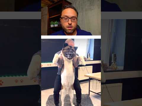 This Can’t Be Good For A Dog #shorts