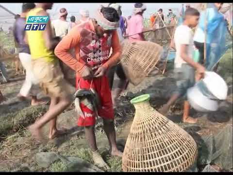চলনবিল অঞ্চলে চলছে মাসব্যাপী মাছ ধরা উৎসব | ETV News