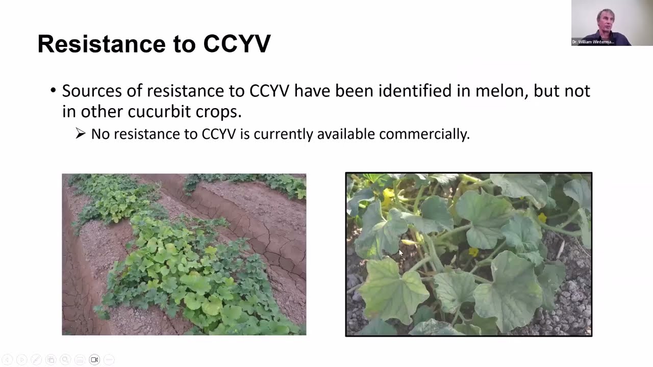 Cucurbit Chloratic Yellows Virus (CCYV), EVCWG (2026)