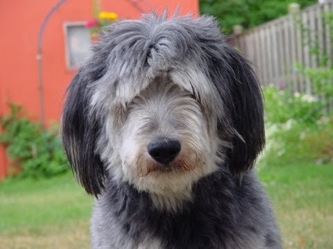 Muttsey the Rockdog