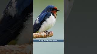 Download lagu Lagu Kasar Burung Walet (Gudang) - Suara Burung #shorts mp3