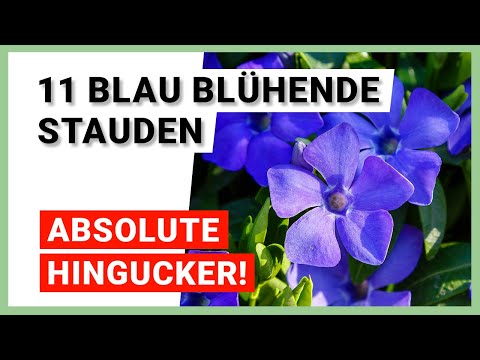 11 blau blühende Stauden für den Garten