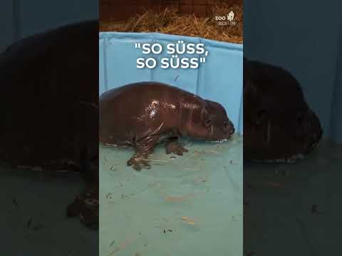 BERLIN: "So süß!" Hippo-Mädchen aus dem Zoo begeistert ganz Deutschland I WELT #shorts