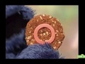 Sesame Street Cookie S Letter Of The Day O FULL