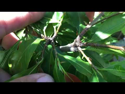 Ngày 14-6 AL Công việc trước khi tạo nụ cho cây mai vàng miền Bắc