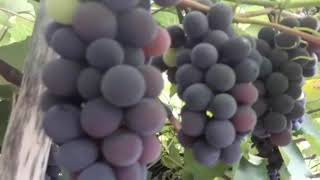 PARREIRA DE UVAS NO QUINTAL - Meus resultados.