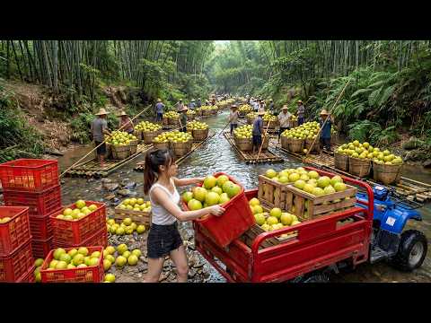 Harvesting 520kg of Mountain Pomelos and Transporting Them to the Village Market for Sale