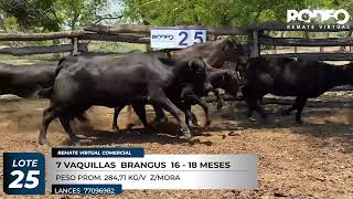 LOTE 25