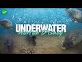 Korda UNDERWATER Norton Disney Carp Fishing 2024