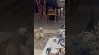 Video preview image #1 Dachshund-Unknown Mix Puppy For Sale in Grafton, WI, USA