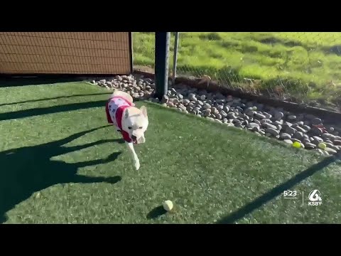Pet of the Week Shane - YouTube