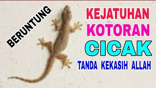 Download lagu Falling on a gecko's droppings is not bad luck but rather a sign of Allah Ta'ala's love. mp3