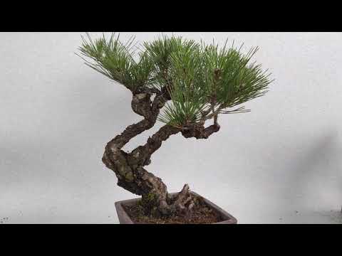 山松、山松 植物