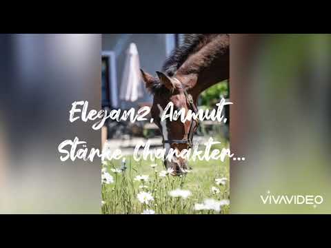 Hengstfohlen 2020...Great Aviator JB...erste Schritte