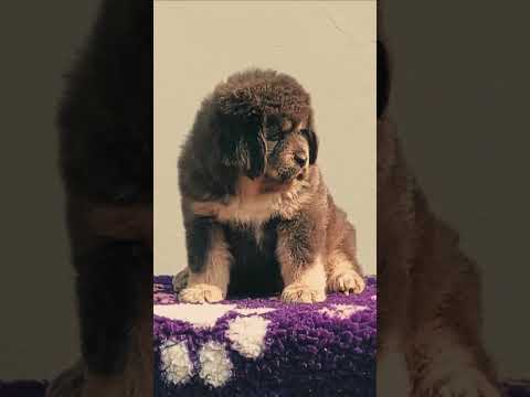 Perros Mastín Tibetano en venta
