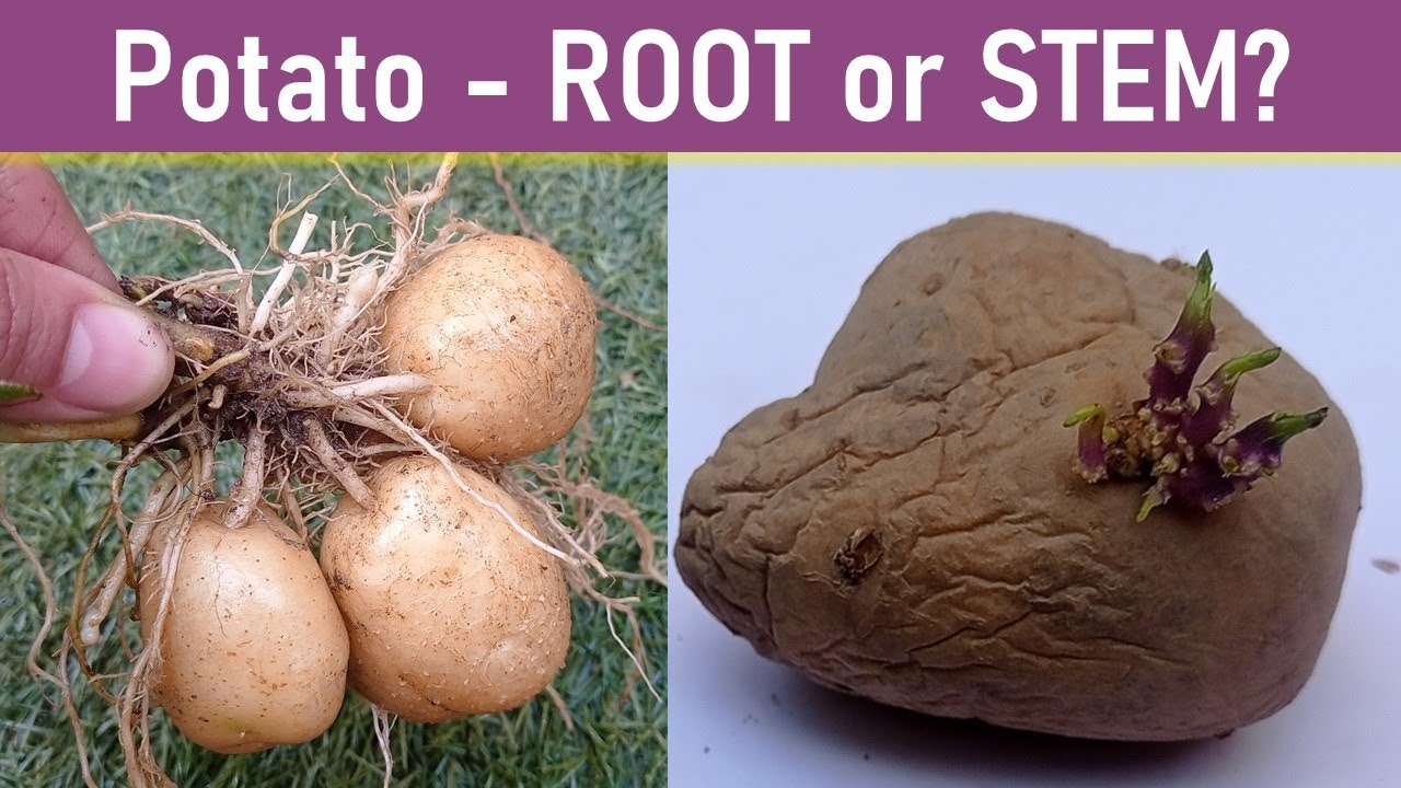 Why potato is stem not a root? Life Set Go