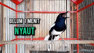 Download lagu SUARA BURUNG kacer gacor NGEPLONG tarung ini paling ampuh buat PANCINGAN KACER agar NYAUT EMOSI mp3 Download lagu SUARA BURUNG kacer gacor NGEPLONG tarung ini paling ampuh buat PANCINGAN KACER agar NYAUT EMOSI mp3