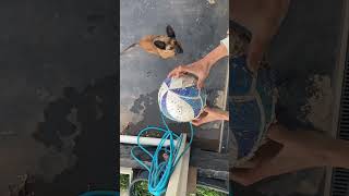 🌺🥰💝thanks for all fans around the world they’re supporting my puppies 🐶 💝❤️❤️🌺💝💝❤️❤️🌺🌺🌺💝